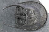 Gorgeous Scotoharpes Trilobite - Boudib, Morocco #359166-2